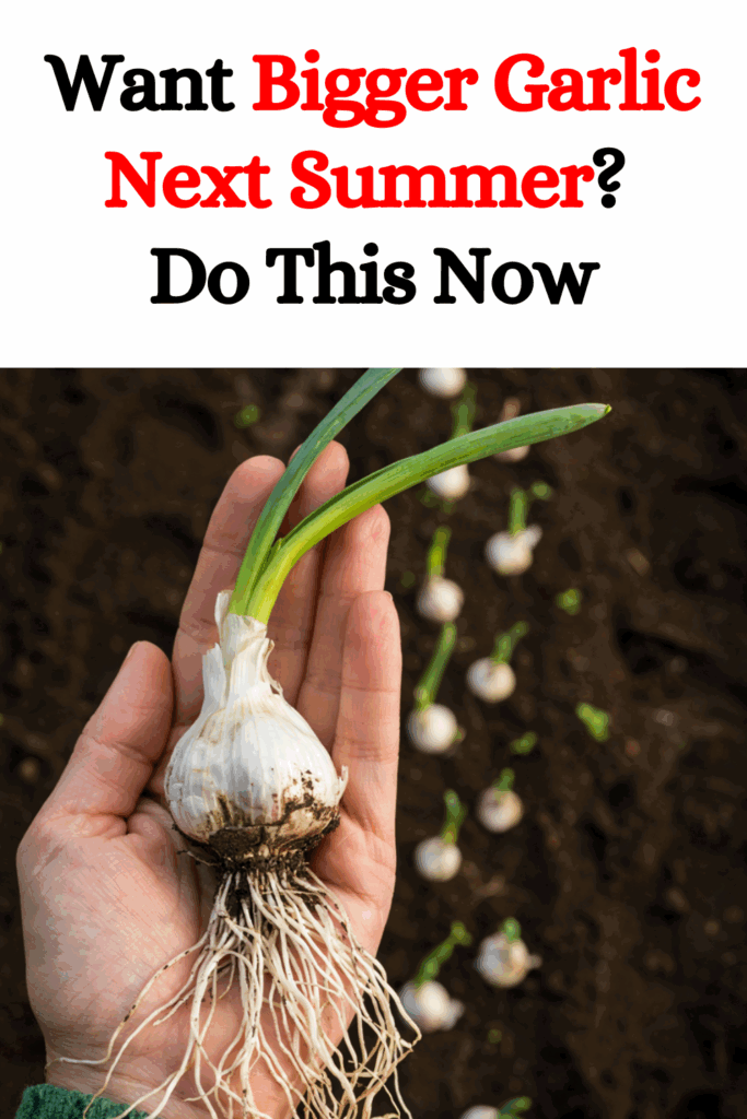 Want Bigger Garlic Next Summer? Do This Now