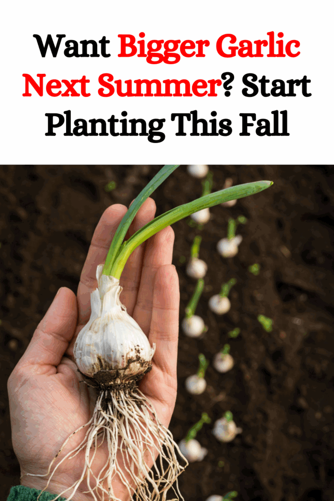 Want Bigger Garlic Next Summer? Start Planting This Fall