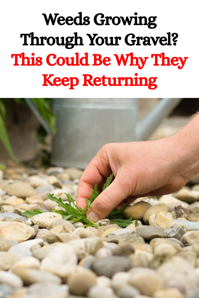Weeds Growing Through Your Gravel? This Could Be Why They Keep Returning