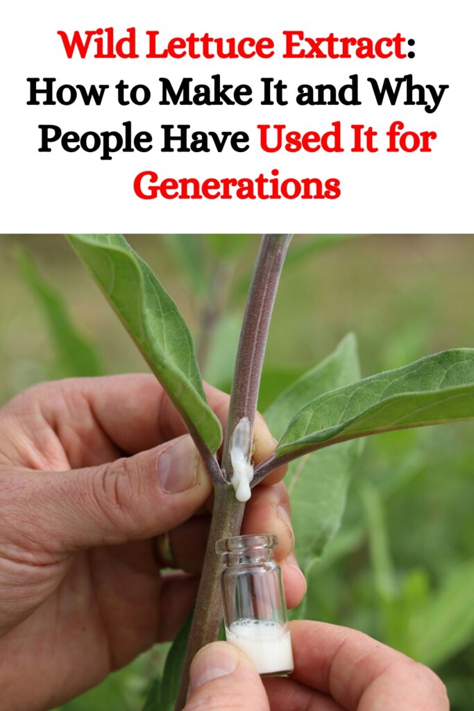 Wild Lettuce Extract: How to Make It and Why People Have Used It for Generations