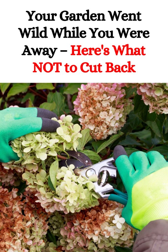 Your Garden Went Wild While You Were Away – Here’s What NOT to Cut Back