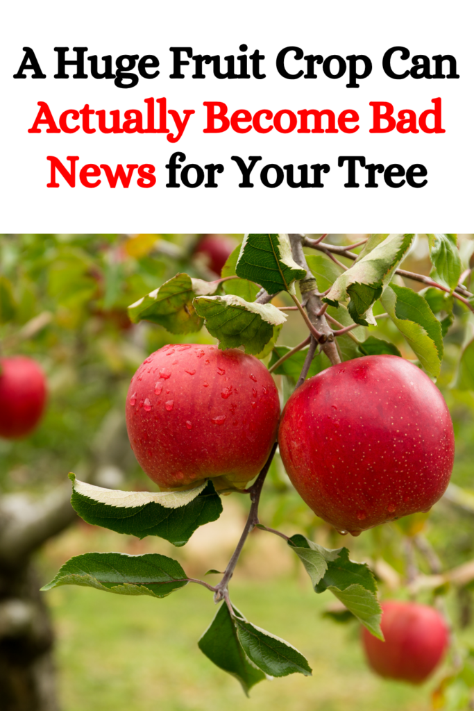 A Huge Fruit Crop Can Actually Become Bad News for Your Tree