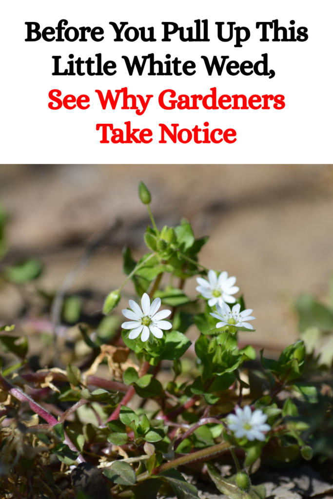 Before You Pull Up This Little White Weed, See Why Gardeners Take Notice