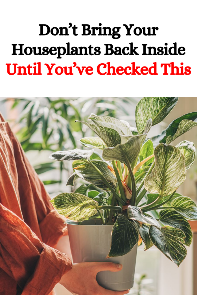 Don’t Bring Your Houseplants Back Inside Until You’ve Checked This