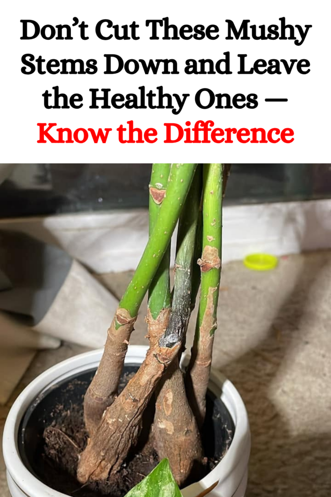 Don’t Cut These Mushy Stems Down and Leave the Healthy Ones — Know the Difference