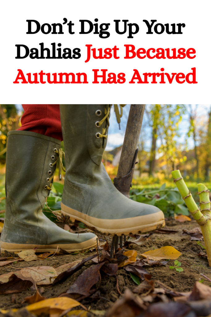 Don’t Dig Up Your Dahlias Just Because Autumn Has Arrived