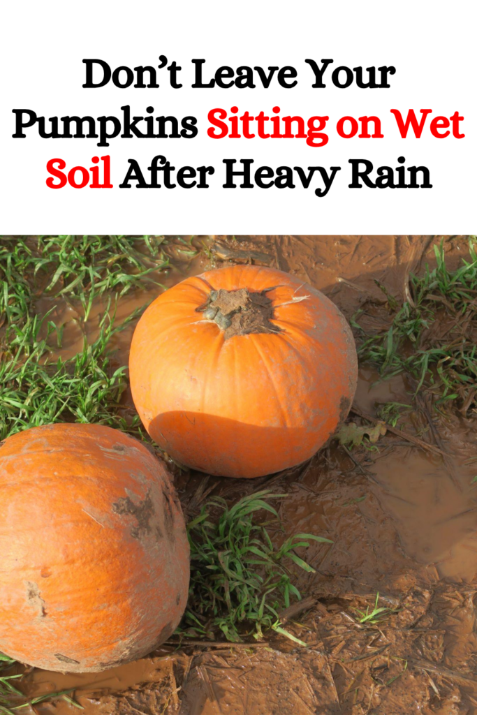 Don’t Leave Your Pumpkins Sitting on Wet Soil After Heavy Rain