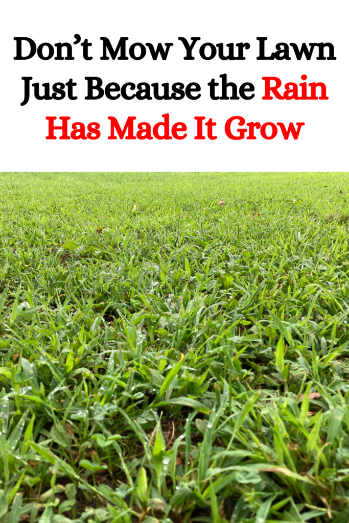 Don’t Mow Your Lawn Just Because the Rain Has Made It Grow