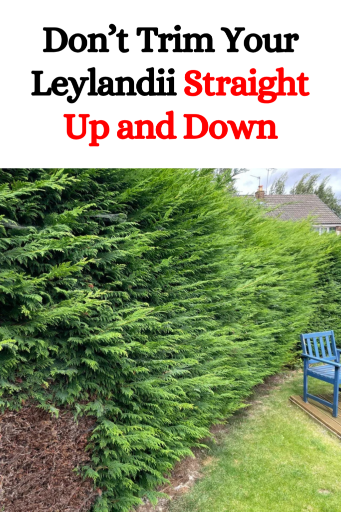 Don’t Trim Your Leylandii Straight up and Down