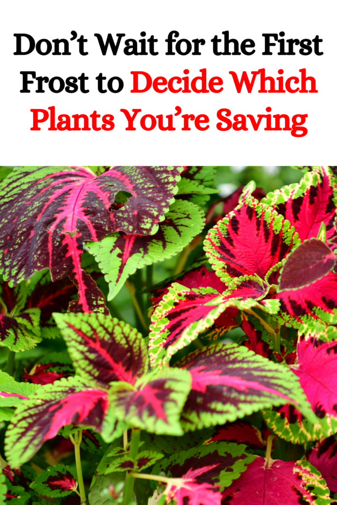 Don’t Wait for the First Frost to Decide Which Plants You’re Saving