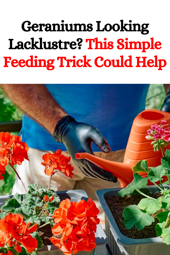 Geraniums Looking Lacklustre? This Simple Feeding Trick Could Help