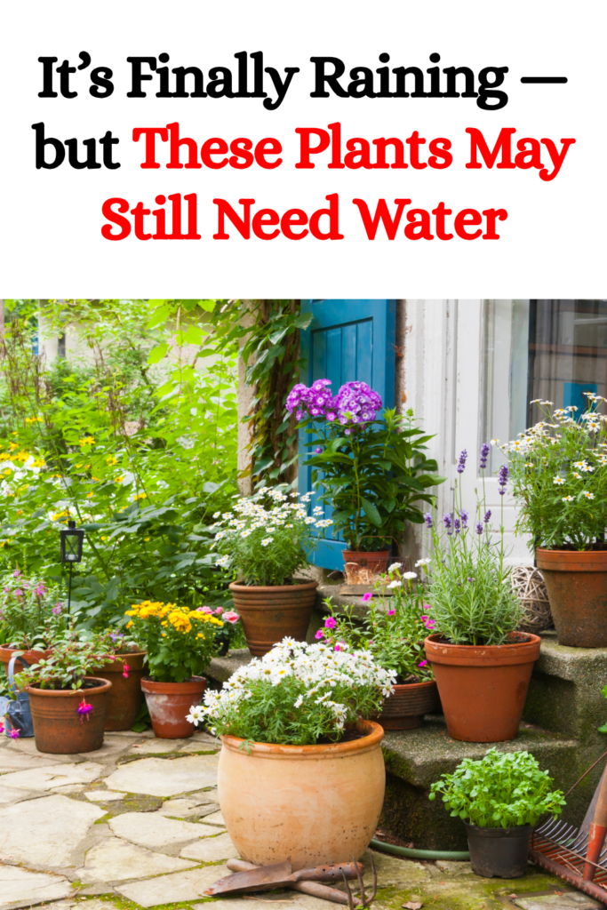 It’s Finally Raining — but These Plants May Still Need Water