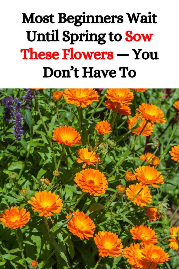 Most Beginners Wait Until Spring to Sow These Flowers — You Don’t Have To