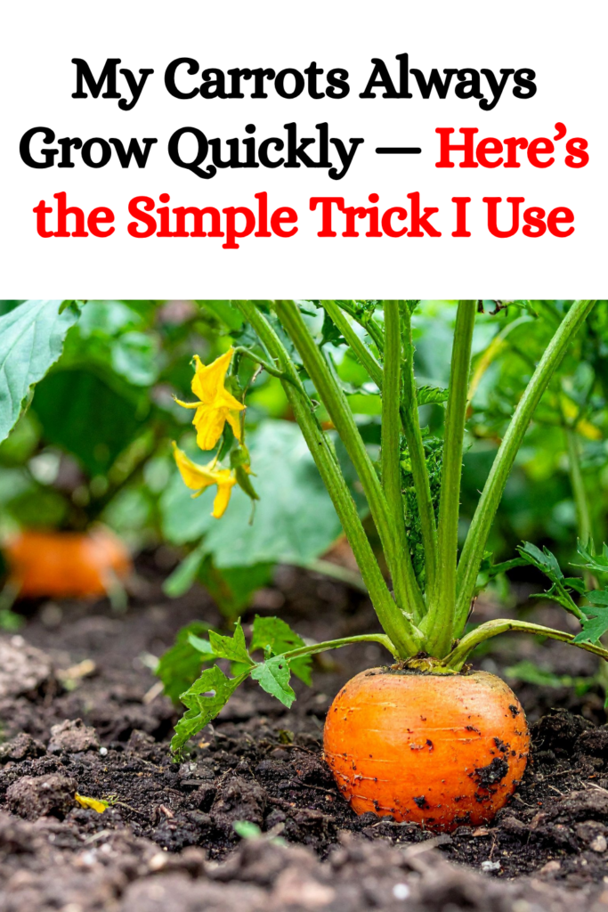 My Carrots Always Grow Quickly — Here’s the Simple Trick I Use