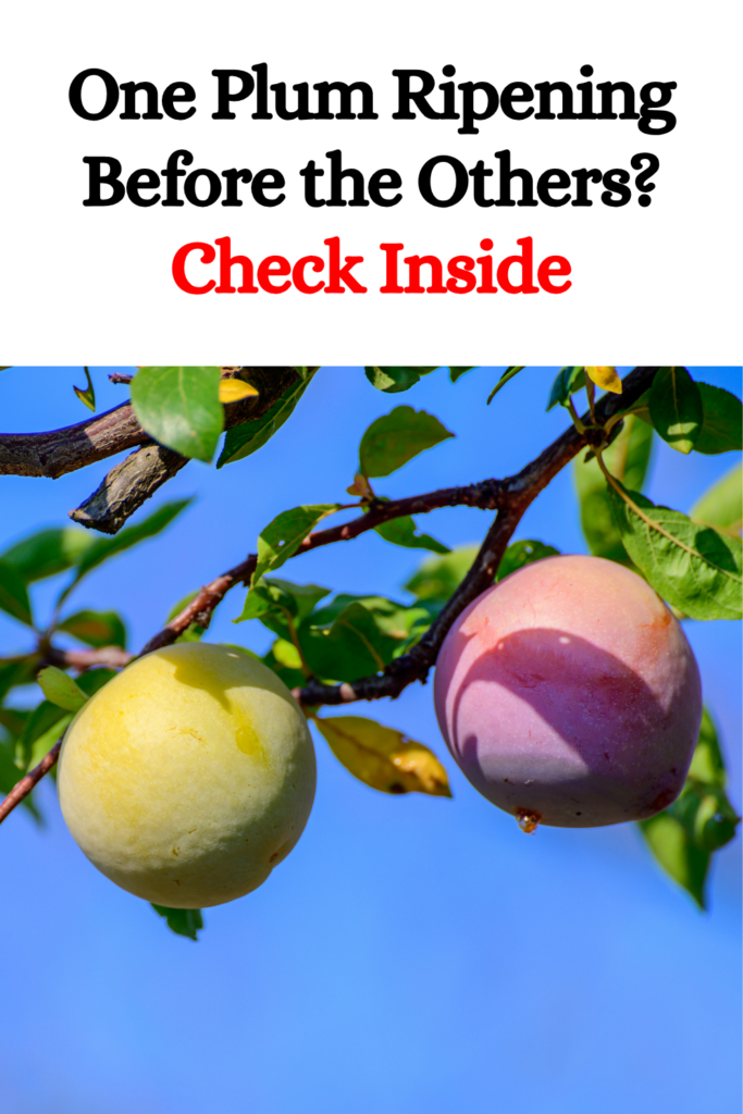One Plum Ripening Before the Others? Check Inside