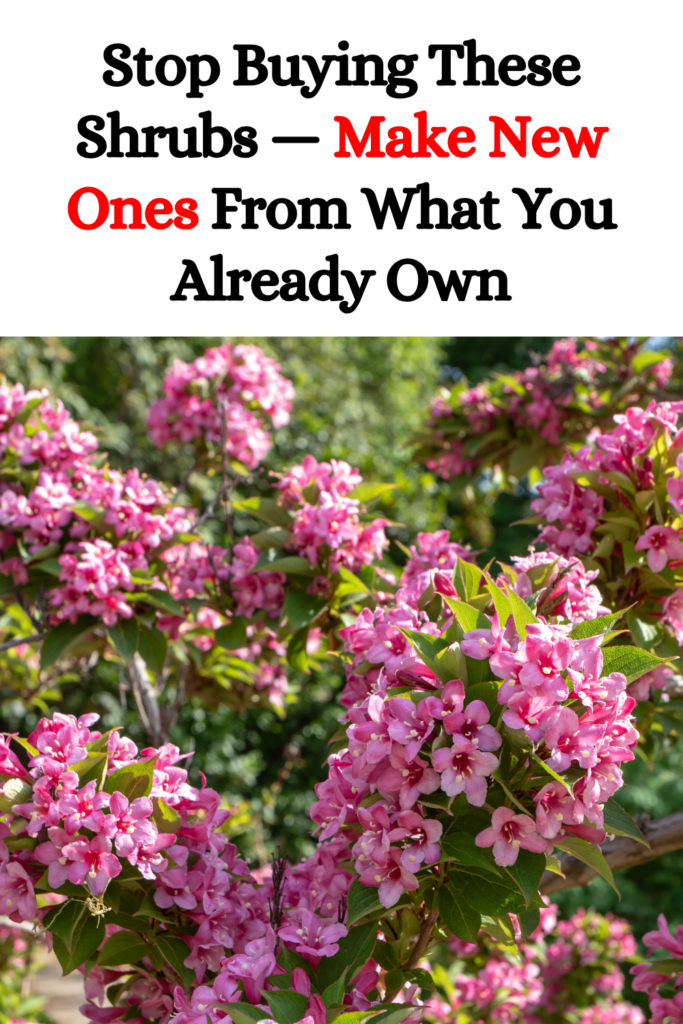 Stop Buying These Shrubs — Make New Ones From What You Already Own
