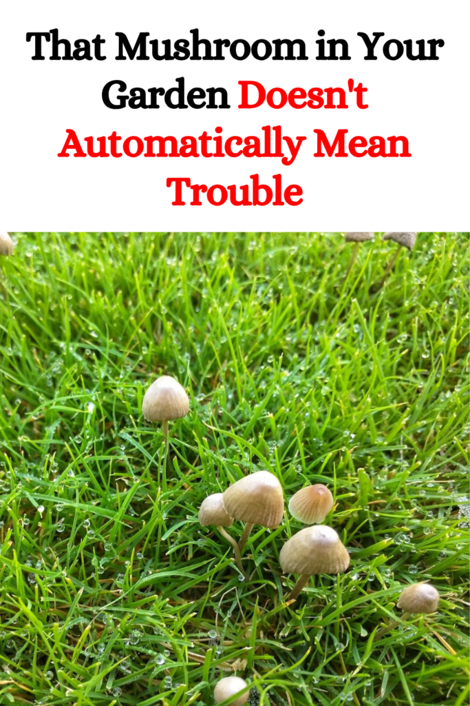 That Mushroom in Your Garden Doesn’t Automatically Mean Trouble