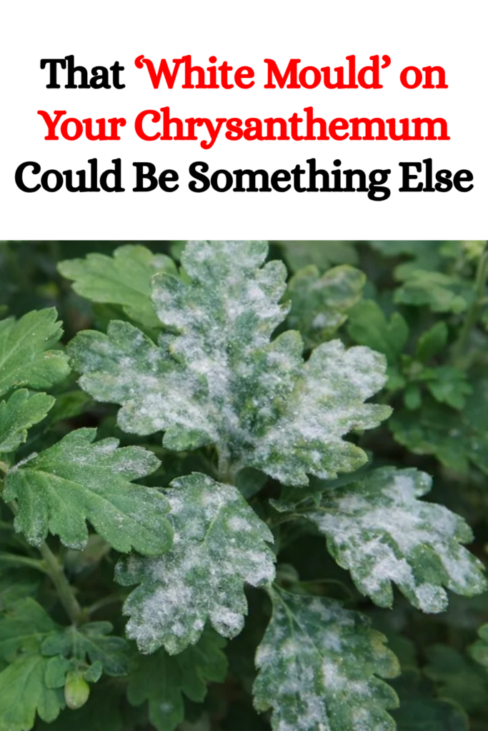 That ‘White Mould’ on Your Chrysanthemum Could Be Something Else