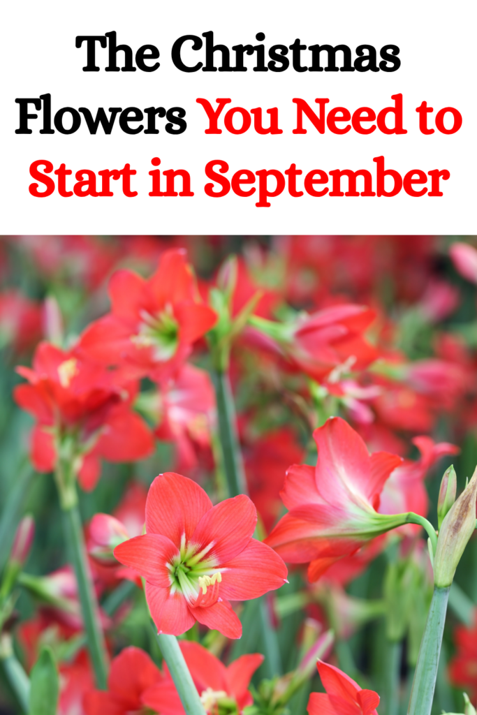 The Christmas Flowers You Need to Start in September
