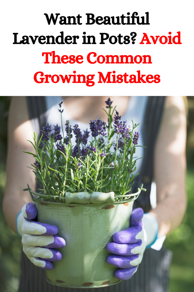 Want Beautiful Lavender in Pots? Avoid These Common Growing Mistakes