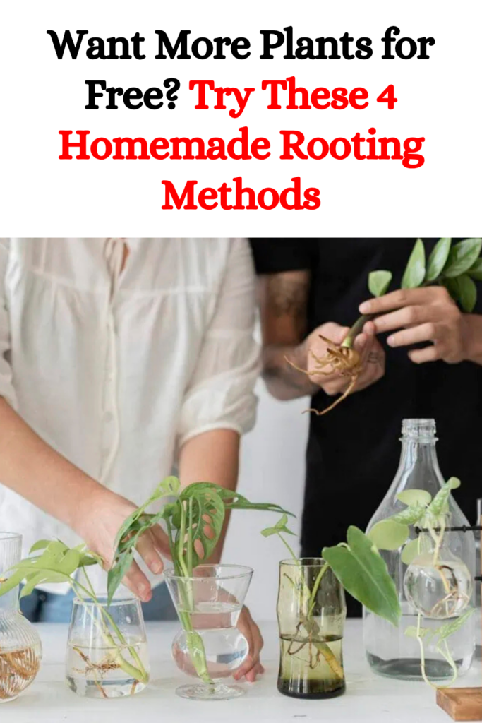 Want More Plants for Free? Try These 4 Homemade Rooting Methods
