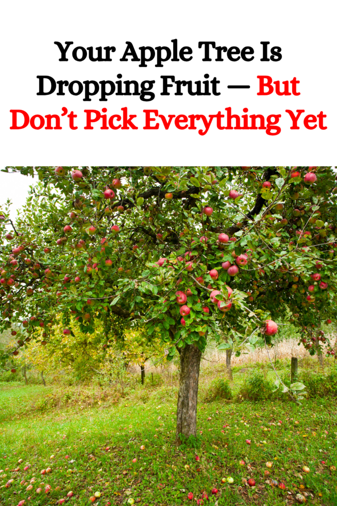 Your Apple Tree Is Dropping Fruit — But Don’t Pick Everything Yet