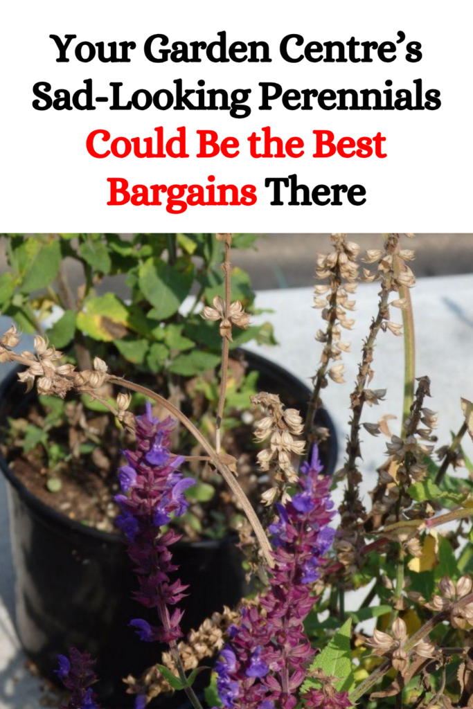 Your Garden Centre’s Sad-Looking Perennials Could Be the Best Bargains There