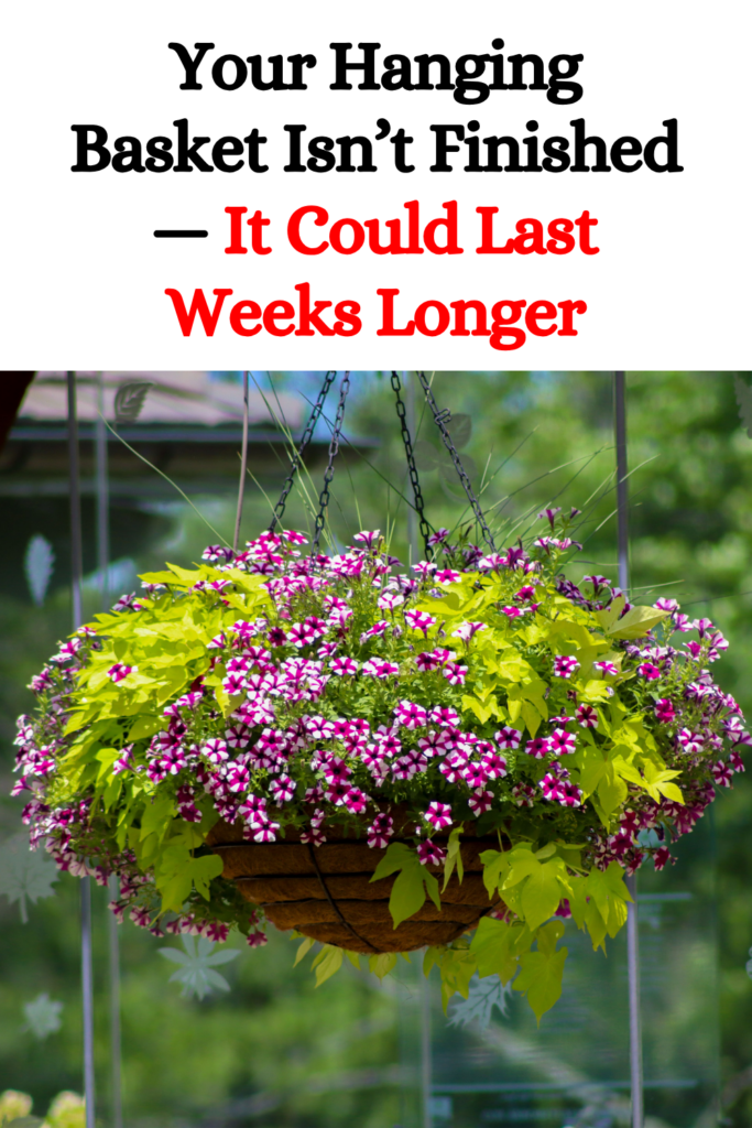 Your Hanging Basket Isn’t Finished — It Could Last Weeks Longer