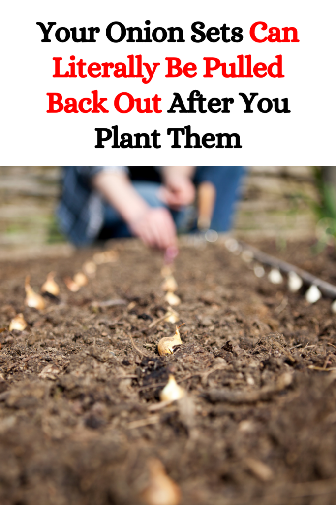Your Onion Sets Can Literally Be Pulled Back Out After You Plant Them