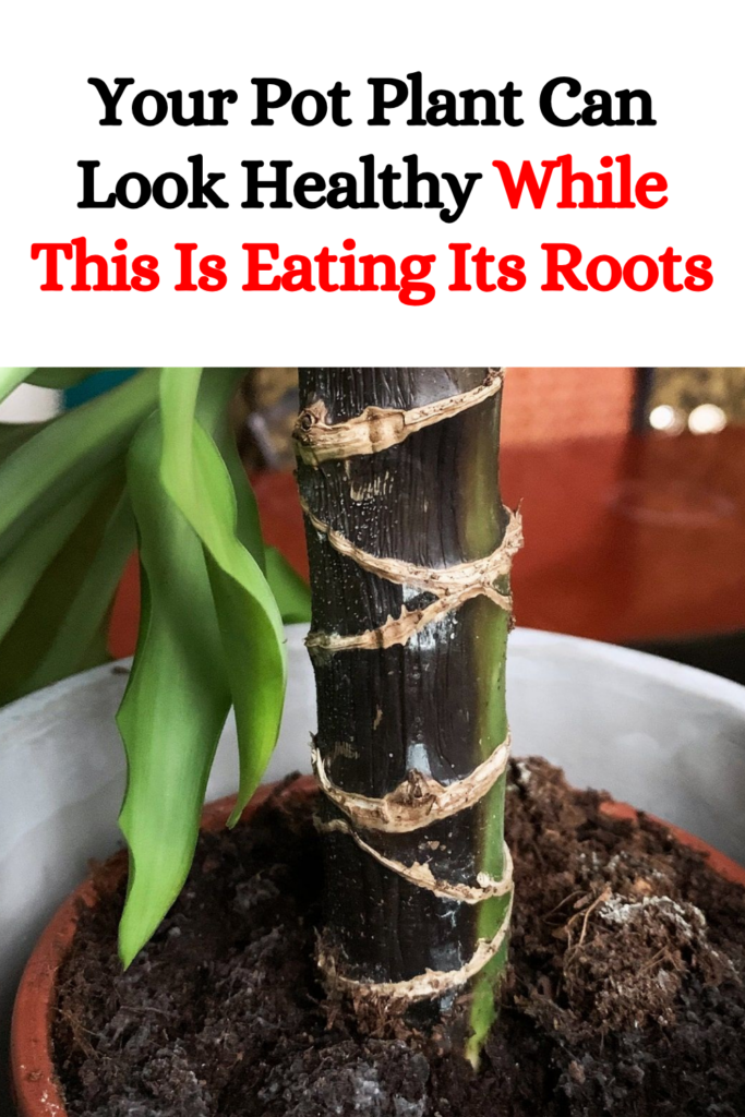 Your Pot Plant Can Look Healthy While This Is Eating Its Roots
