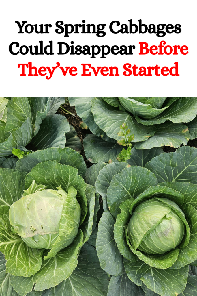 Your Spring Cabbages Could Disappear Before They’ve Even Started