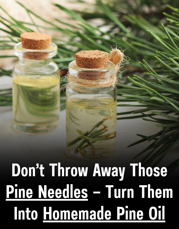 Don’t Throw Away Those Pine Needles — Turn Them Into Homemade Pine Oil ...